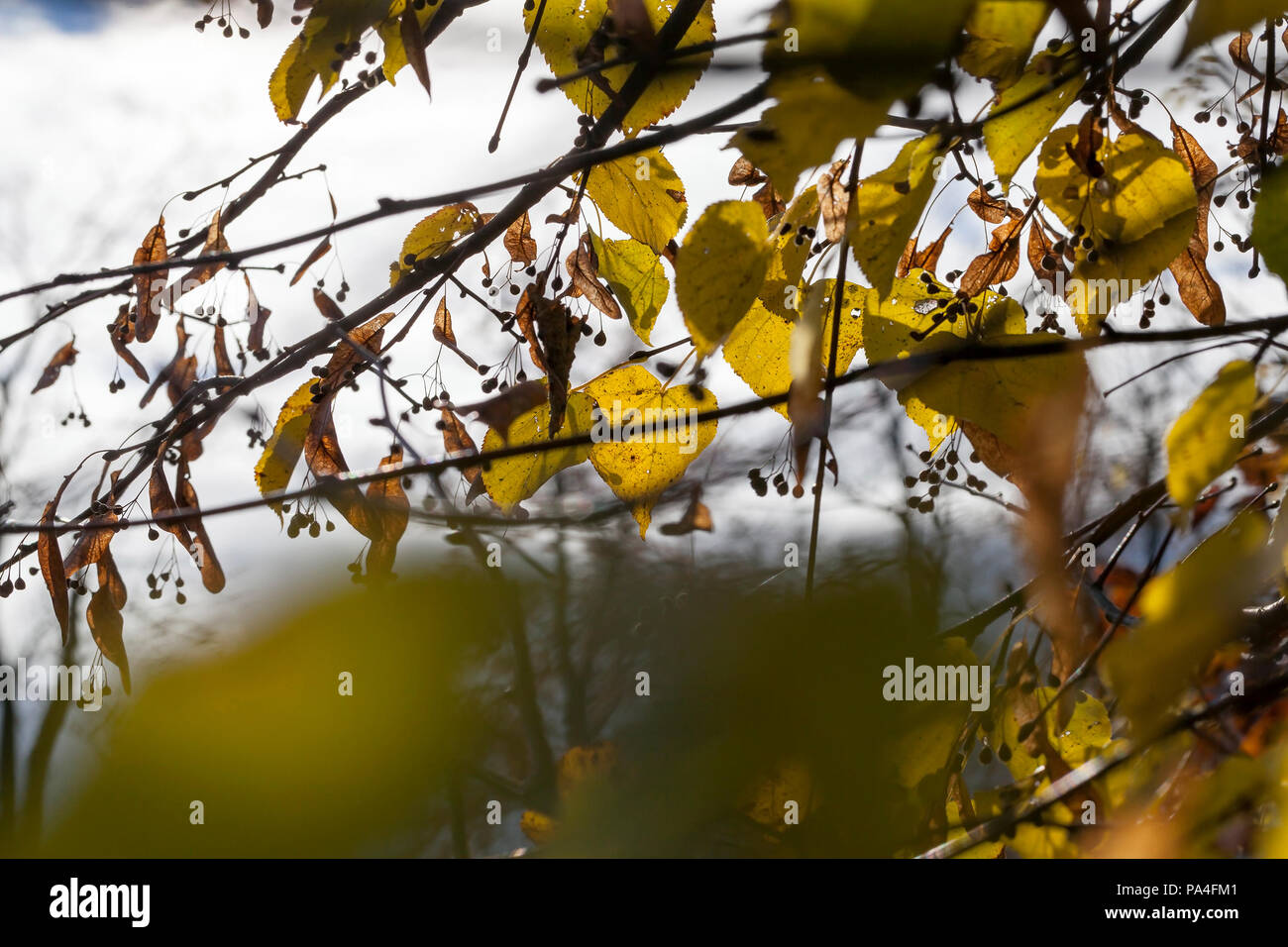 Seltene gelbe Blätter einer Linde und Samen gegen einen Himmel in die Herbstsaison, Details und eine Nahaufnahme von einem Park im Herbst ein Blatt Stockfoto