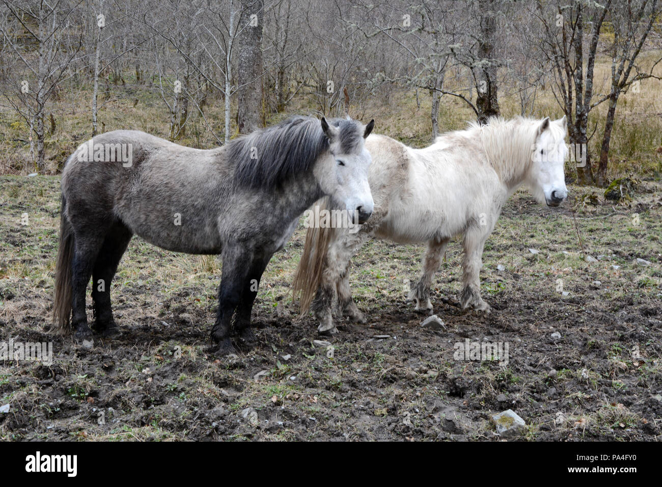 Zwei Pferde auf einer Weide in der Stadt von Inverie auf der Halbinsel Knoydart, Northwest Highlands, Schottland, Vereinigtes Königreich. Stockfoto