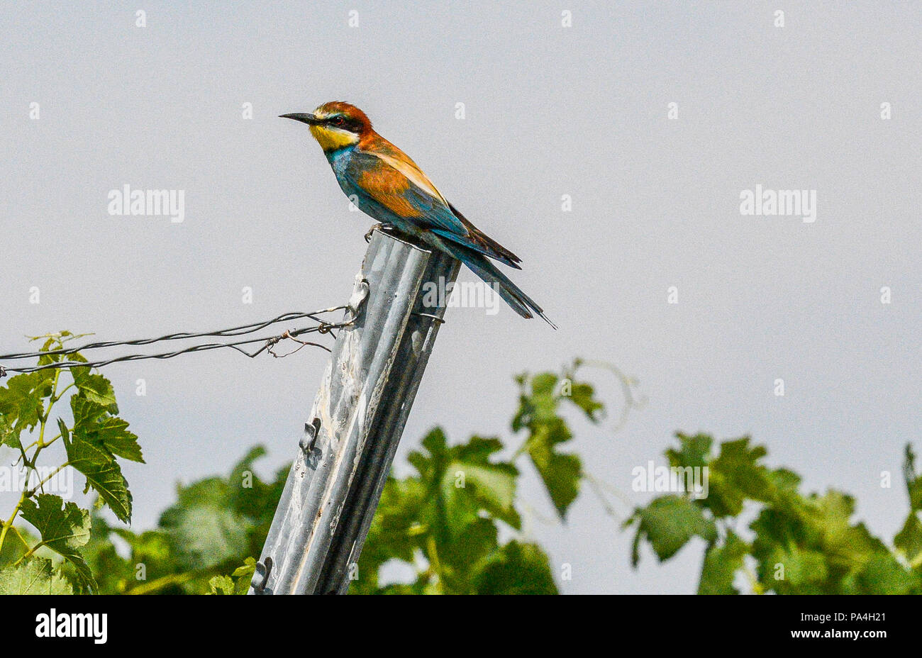 Bienenfresser (merops) in den Weinbergen von Furth, Lower Austria, Austria Stockfoto