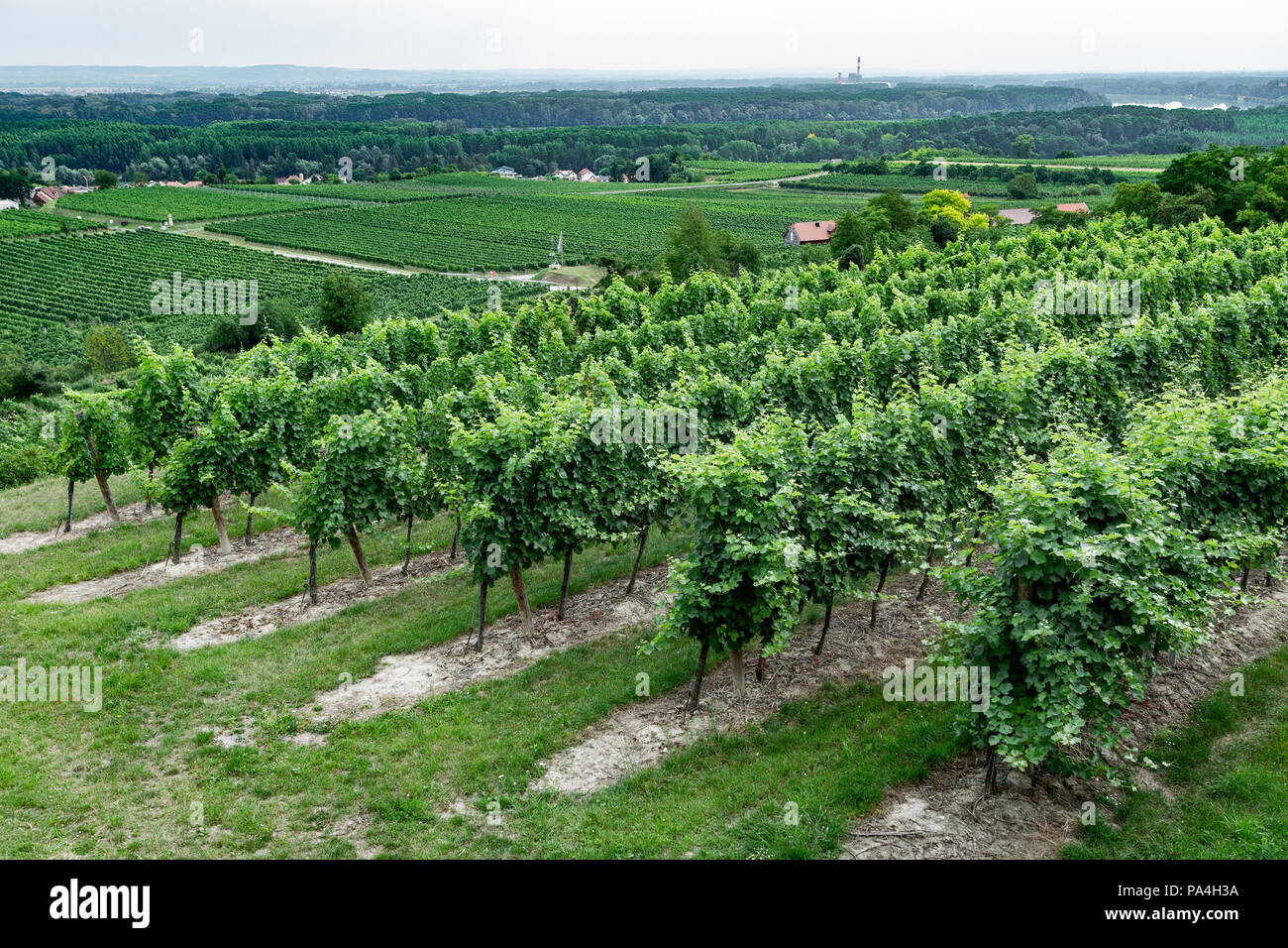 Weinbau in Hollenburg, Kremstal, Lower Austria, Austria Stockfoto