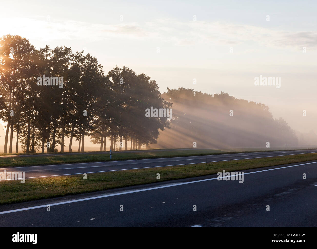 Bäume wachsen auf den Rand der eine asphaltierte Straße mit Laub, durch das die Sonnenstrahlen leuchten während der Dämmerung, schöne Landschaft Stockfoto