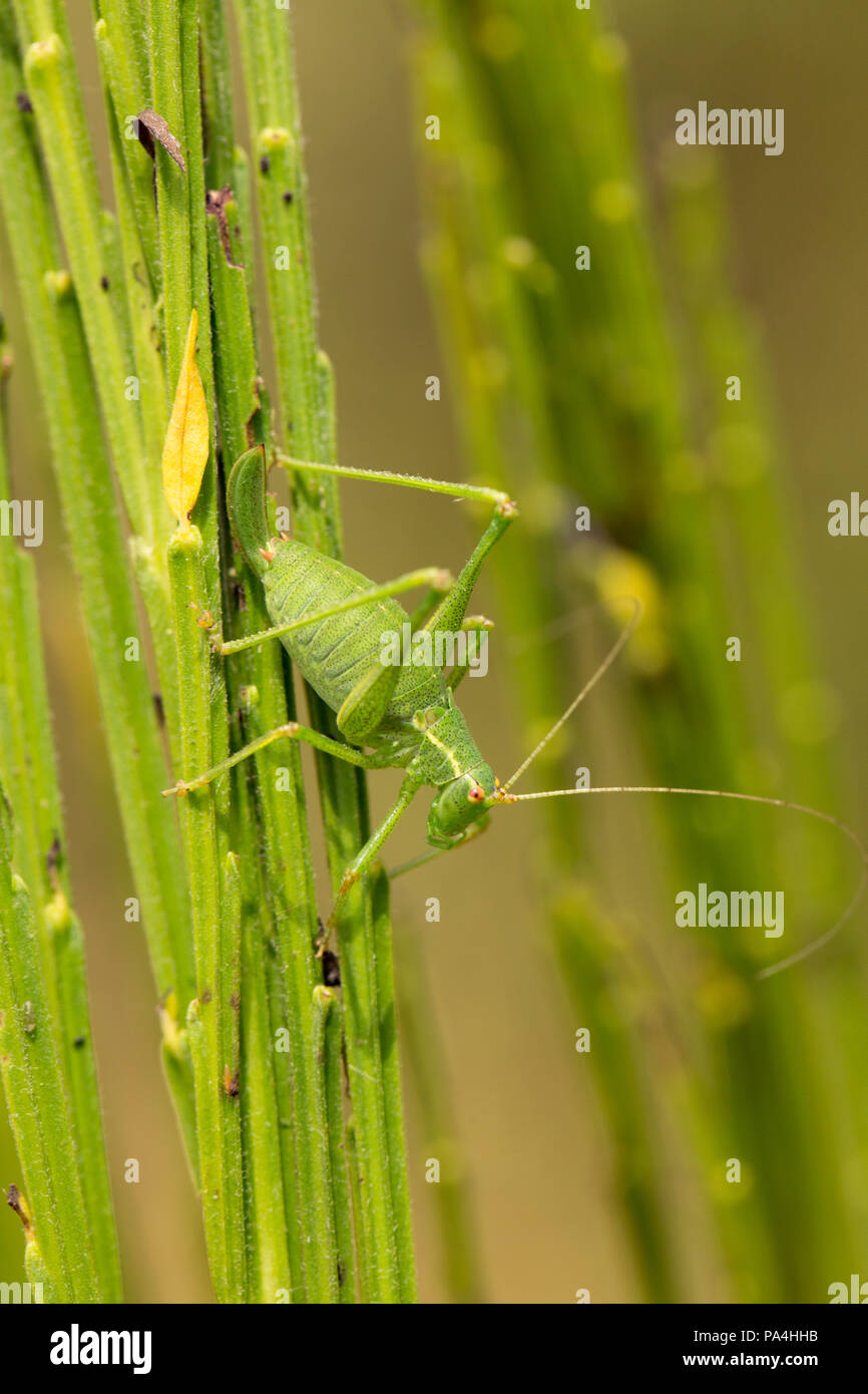 Eine weibliche gesprenkelten Busch Leptophyes punctatissima, Kricket, auf einem Besen Bush in Dorset England UK GB getarnt. Stockfoto