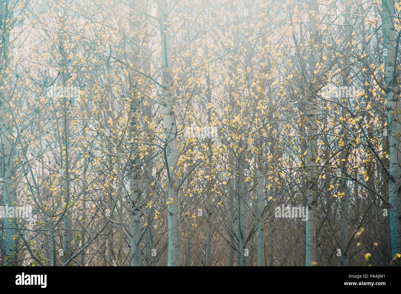 Der frühe Frühling und Licht scheint durch Birken. Mit einem stumm geschalteten Instagram Blick bearbeitet werden. Stockfoto