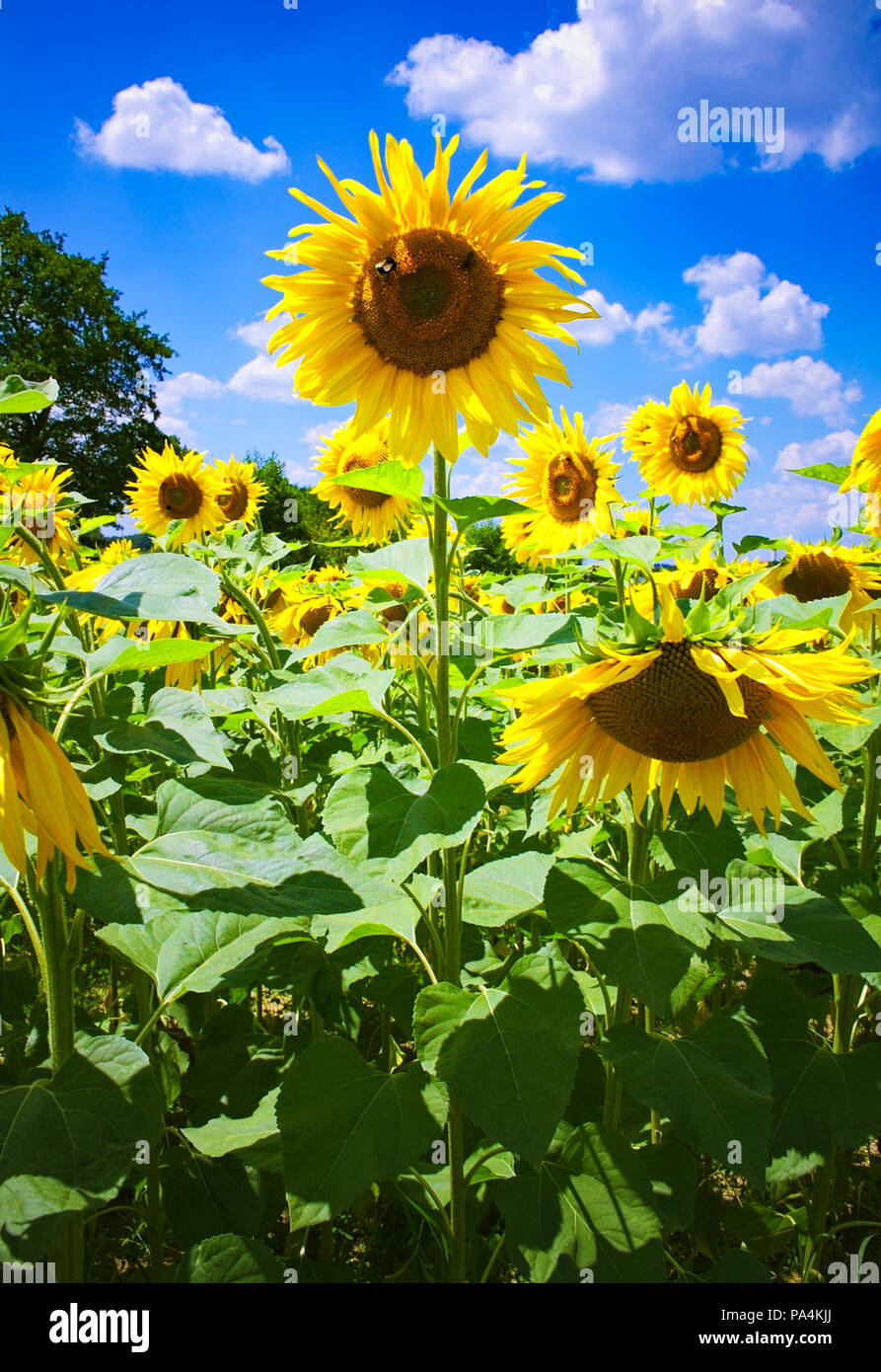 In einem Sonnenblumen Feld mit hellen blauen bewölkten Himmel im Hintergrund an einem sonnigen Sommertag in Bayern Deutschland Stockfoto