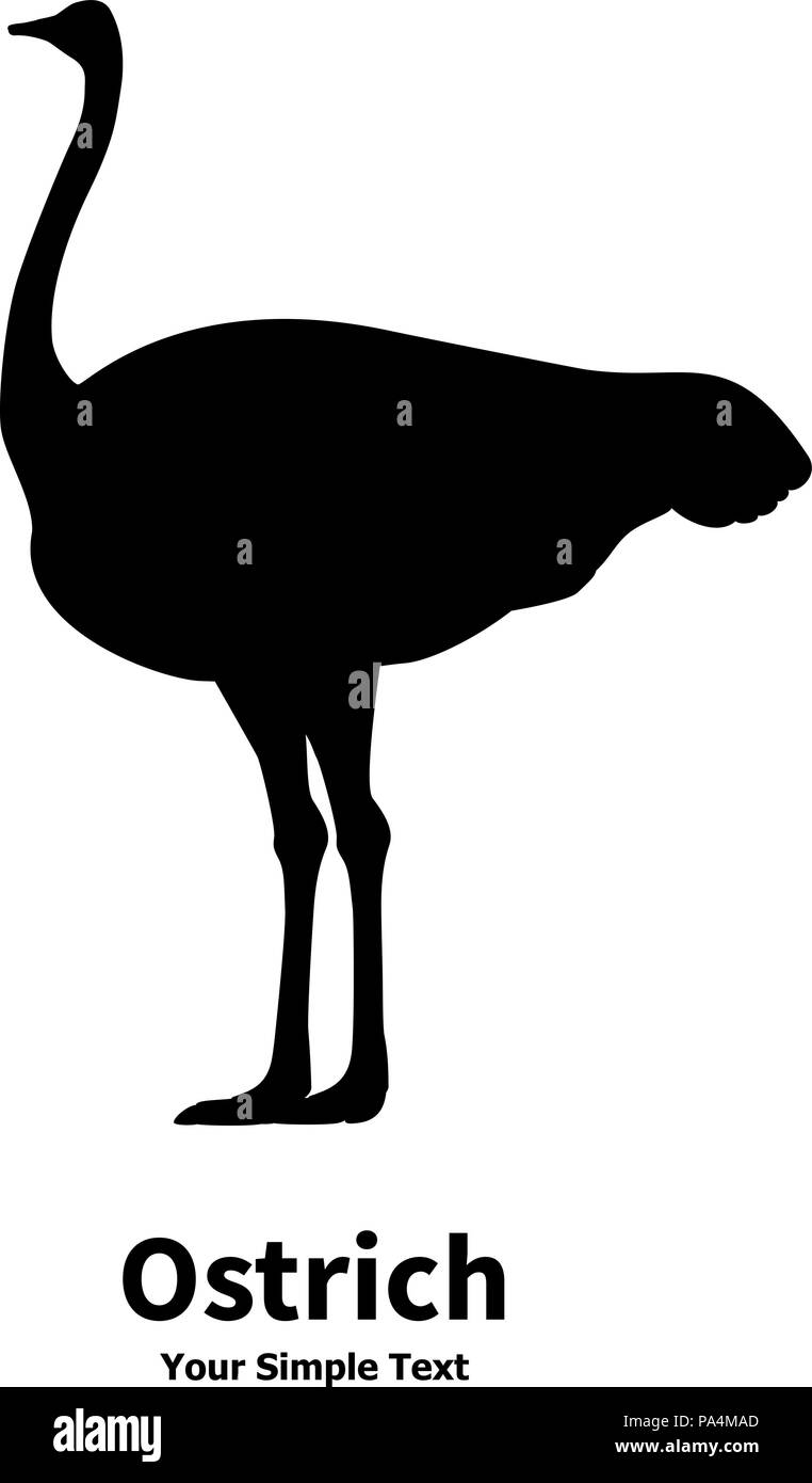 Vector Illustration der schwarze Silhouette der Strauß Stock Vektor