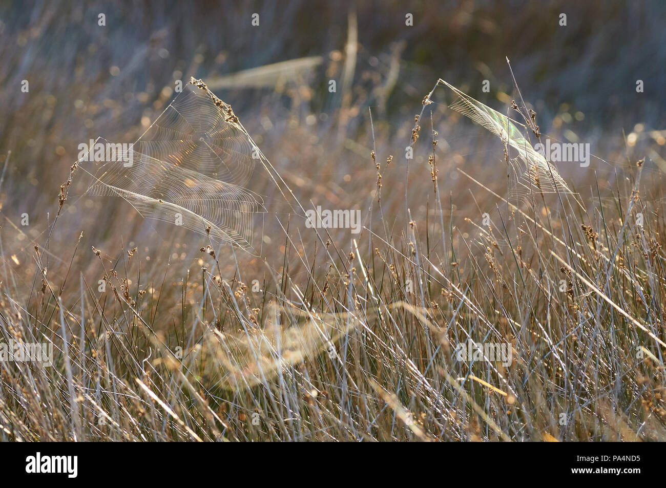 Iridiscent Spinnweben im Gras Feld an der Estany Pudent Salt Marsh in Ses Salines Naturpark (Formentera, Balearen, Spanien) Stockfoto