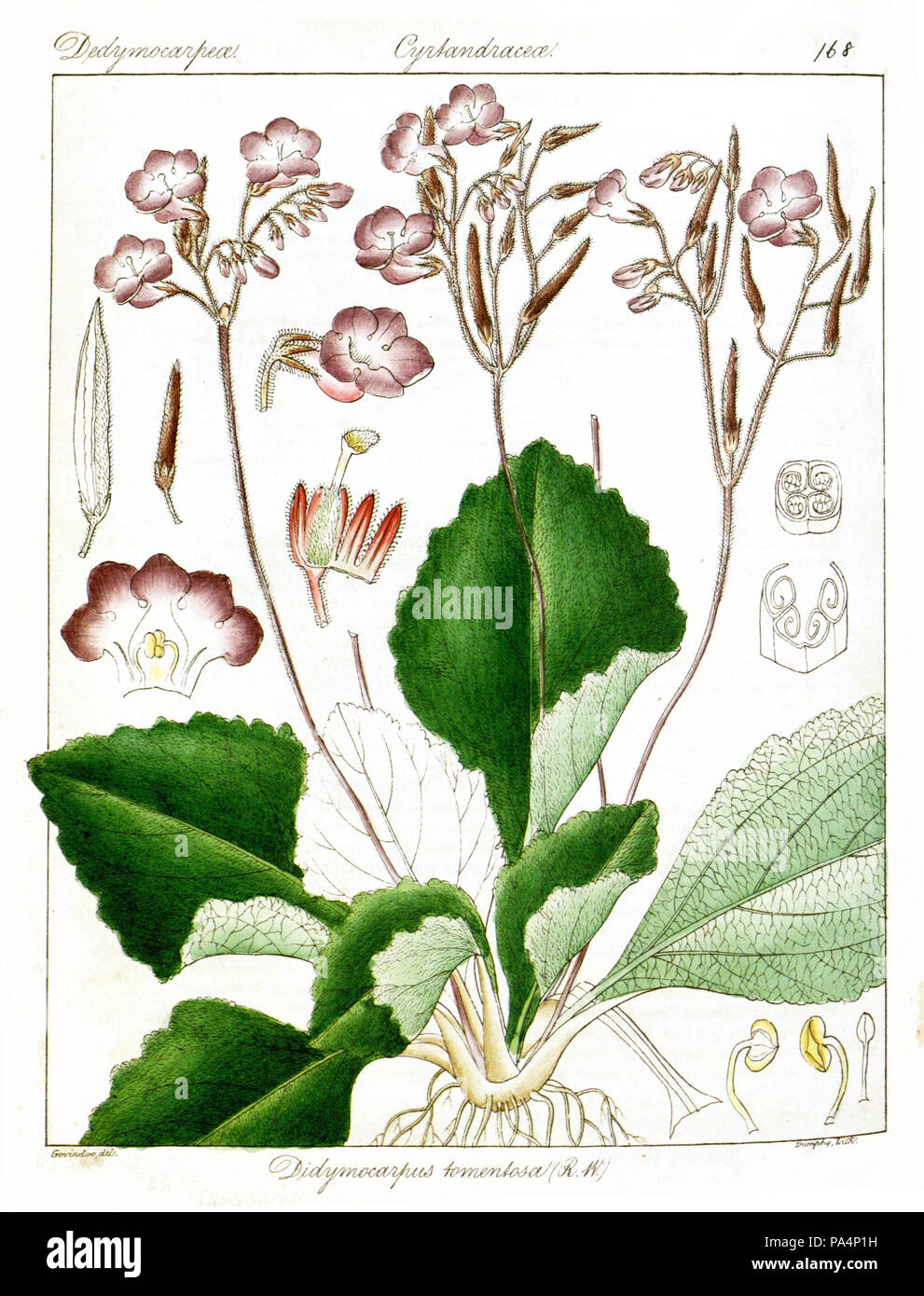 531 Didymocarpus Govindoo tomentosus Stockfoto
