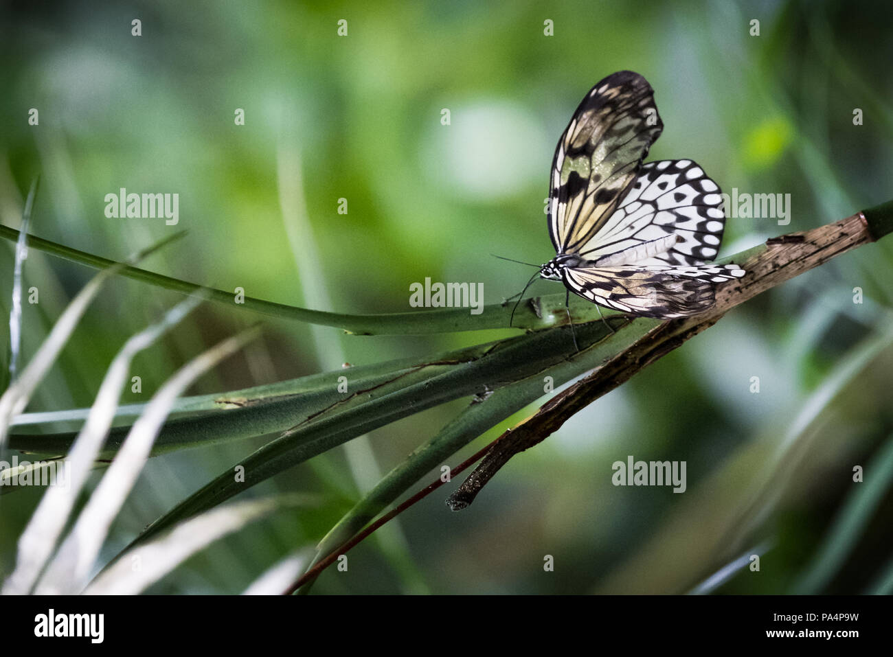 Großer Baum Nymphe (Papier Drachen, Reispapier, Idea Leuconoe) Schmetterling auf einer grünen Anlage thront Stockfoto