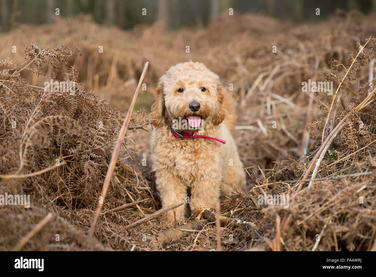 Beige Cockerpoo spielt im Wald Stockfoto