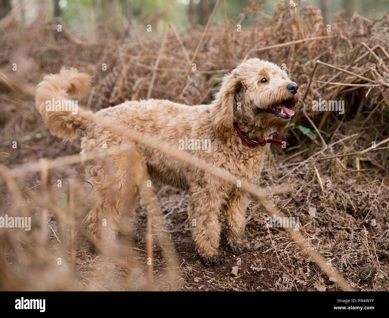 Beige Cockerpoo spielt im Wald Stockfoto
