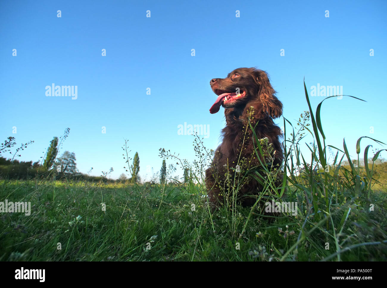 Braun working Cocker Spaniel in einem Feld Stockfoto