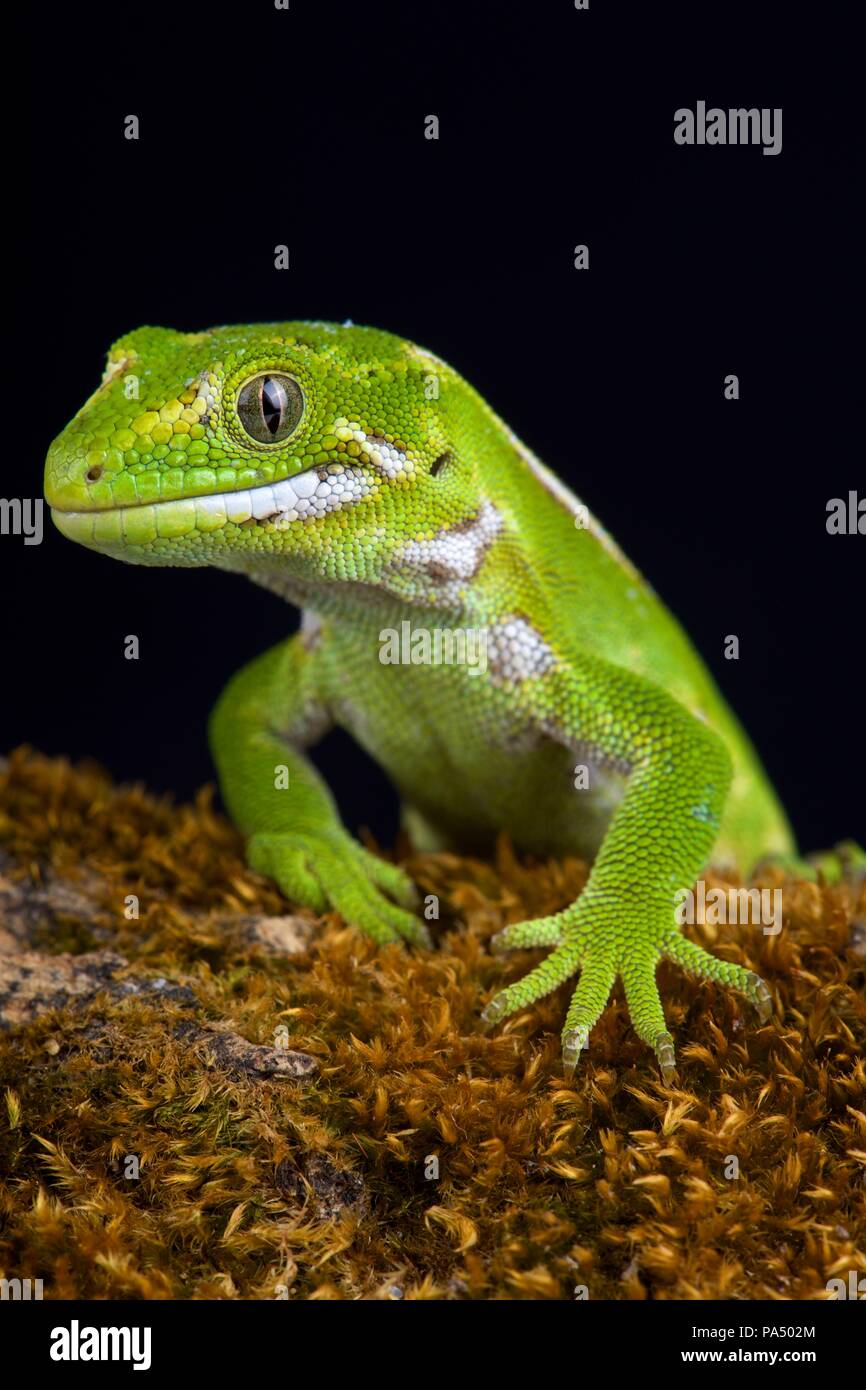 Die jewelled Gecko (Naultinus gemmeus) ist ein einheimischer Arten auf der Südinsel von Neuseeland. Es ist nur auf der Südosten der Süden der Insel gefunden, Stockfoto