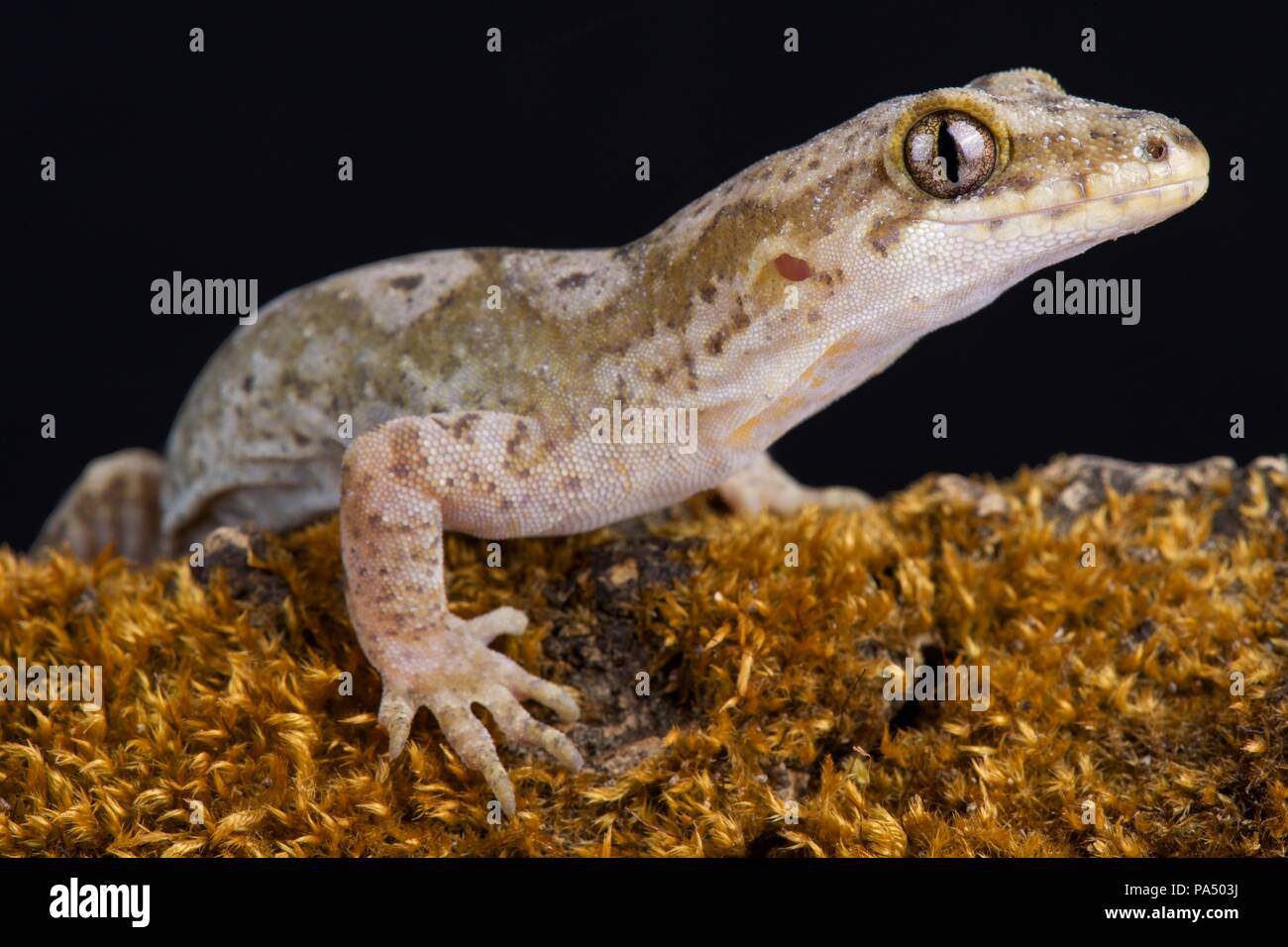 Die Pacific Gecko (Dactylocnemis pacificus) ist ein Gecko endemisch auf der Nordinsel von Neuseeland. Sie sind nachtaktiv, kletternde und terrestrische spe Stockfoto
