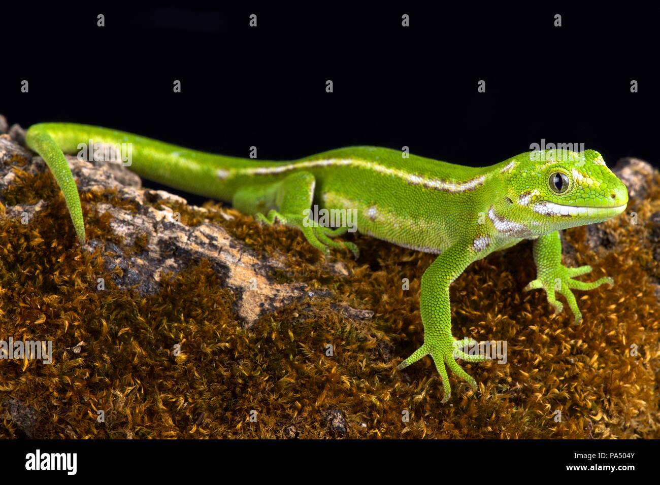 Die jewelled Gecko (Naultinus gemmeus) ist ein einheimischer Arten auf der Südinsel von Neuseeland. Es ist nur auf der Südosten der Süden der Insel gefunden, Stockfoto