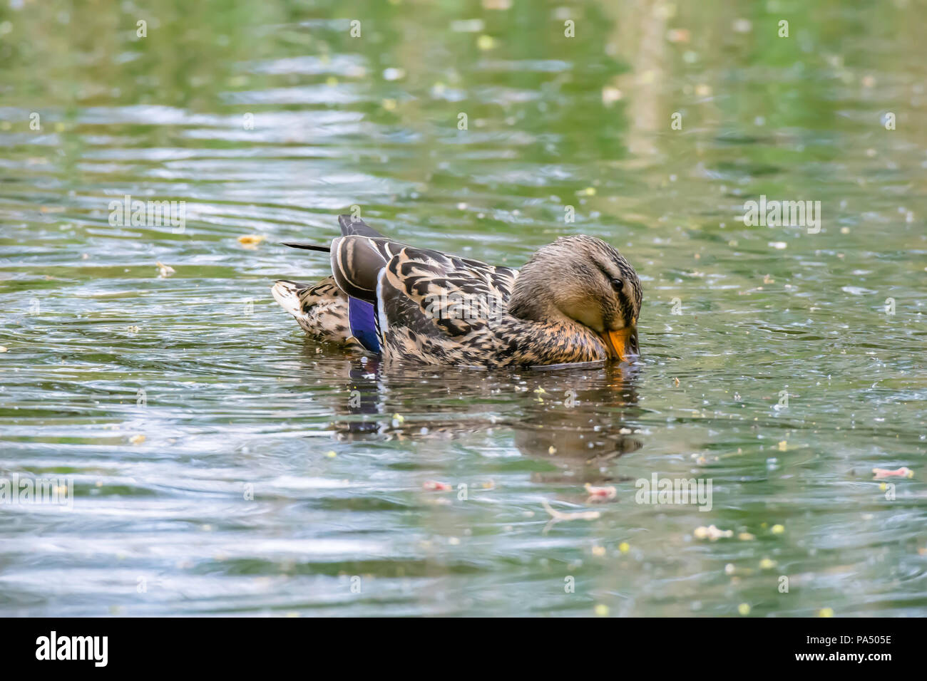 Stockente Weibchen Schwimmen im Teich in der britischen Park. Profil Portrait mit Reflexion im Wasser. Helle Wildlife Fotografie. Ente mit Schnabel im Wasser. Stockfoto
