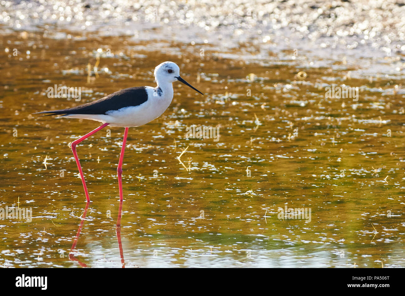 Schwarz - geflügelte Stelzenläufer (Himantopus himantopus) waten auf Estany Pudent Feuchtgebiete in Ses Salines Naturpark (Formentera, Balearen, Spanien) Stockfoto