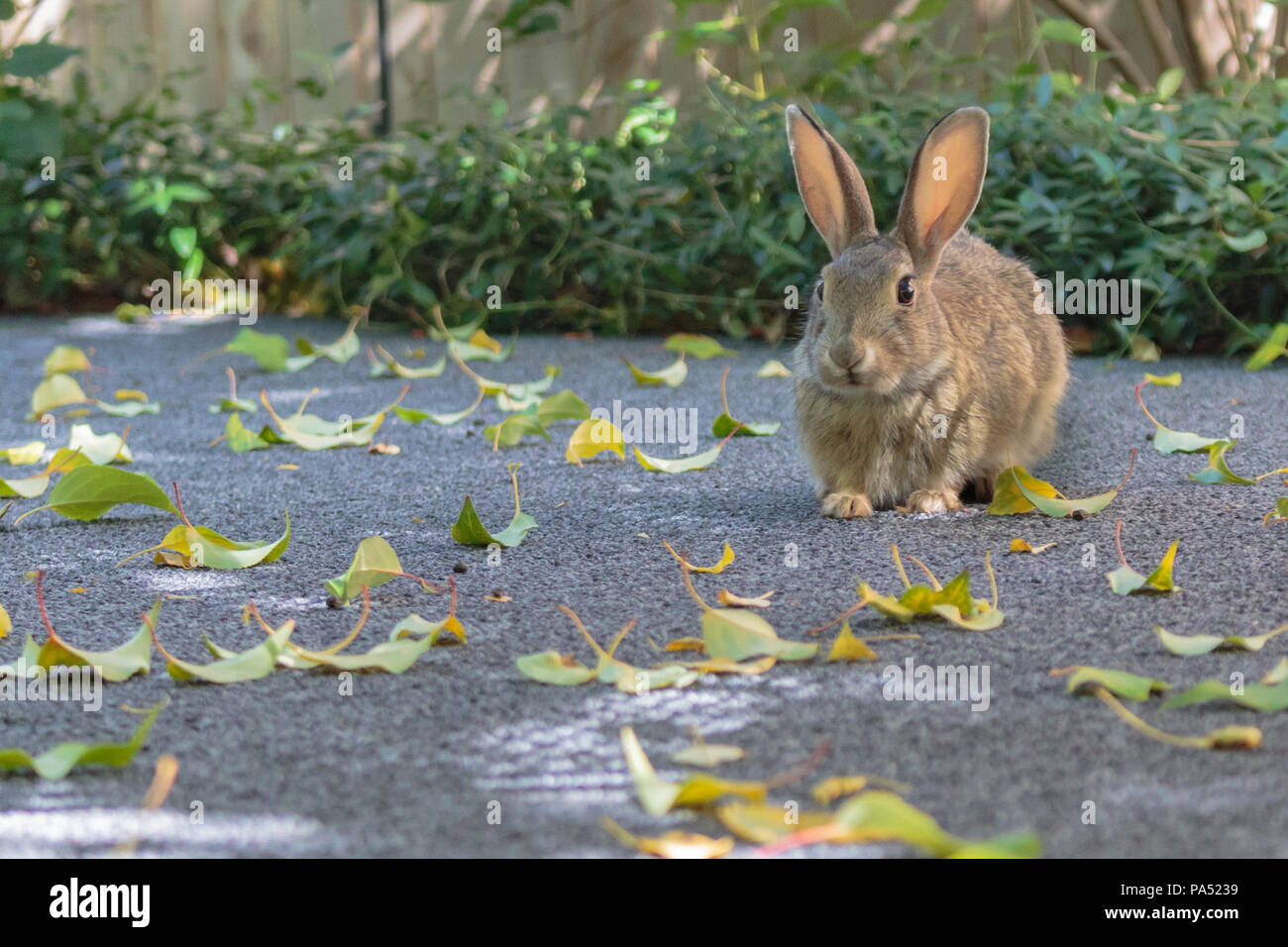 Bunny Kaninchen sitzen vor einem Gebiet der grünen Büschen balanciert, gerade bei Ihnen. Augen und Ohren perked und wachsam. Stockfoto
