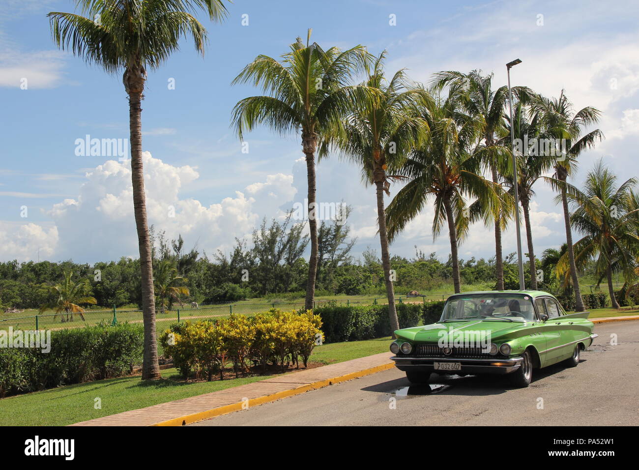 Grün vintage American Auto Fahrten entlang einer Reihe von hohen Palmen Stockfoto