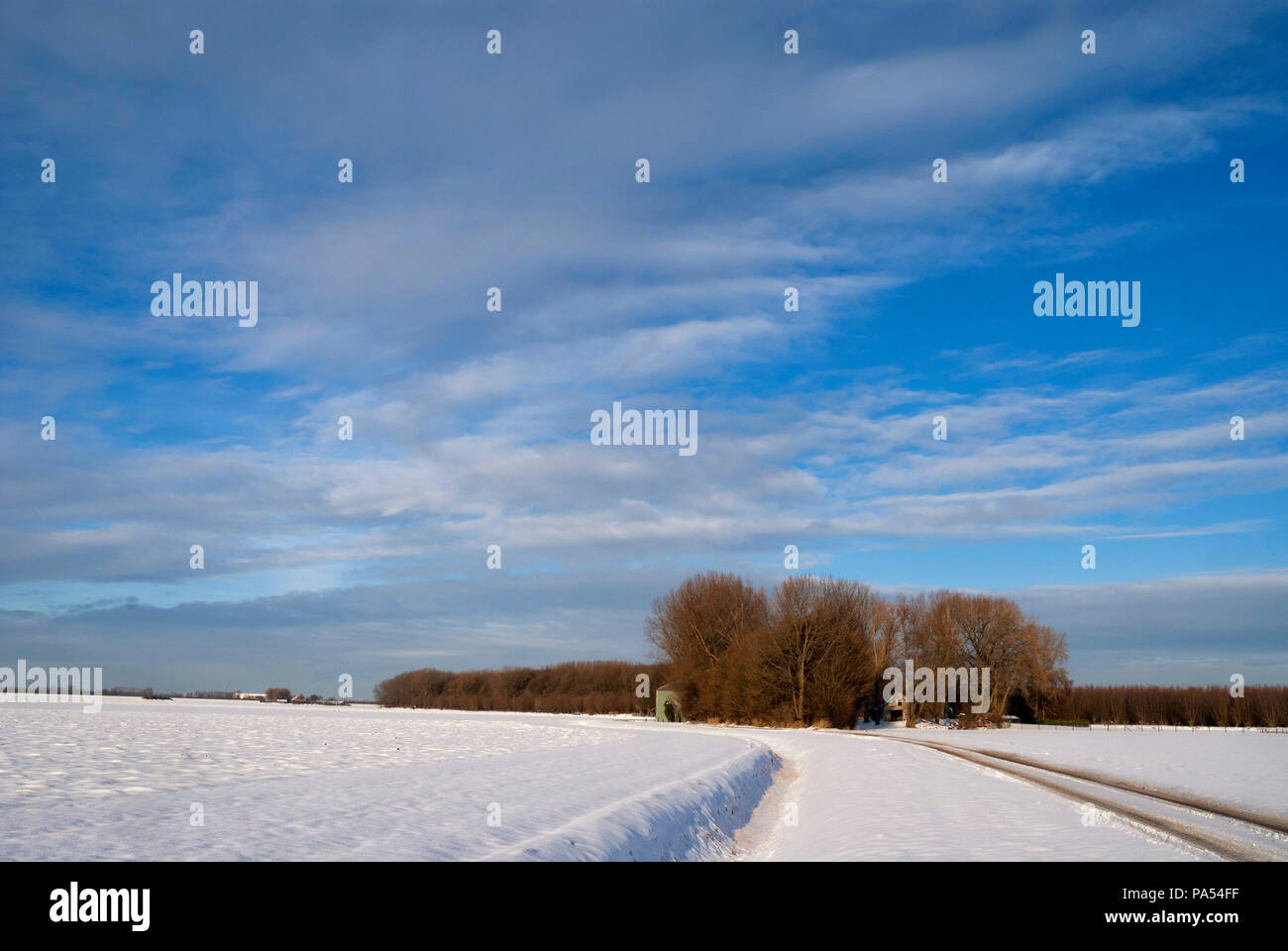 Winterlandschaft in der Biesbosch Stockfoto