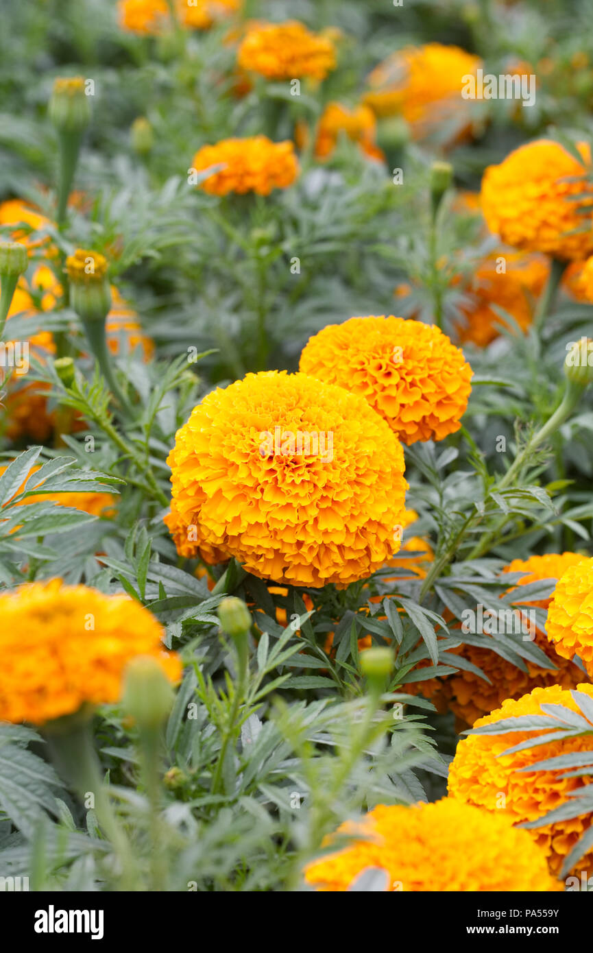 Tagetes erecta. Ringelblume F1 Girlande Orange. Stockfoto