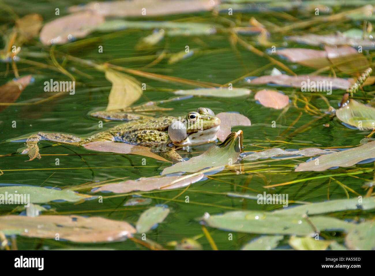 Der Anruf von einem Frosch. Frösche in einem schönen frisches Wasser Teich in der Schweiz Stockfoto