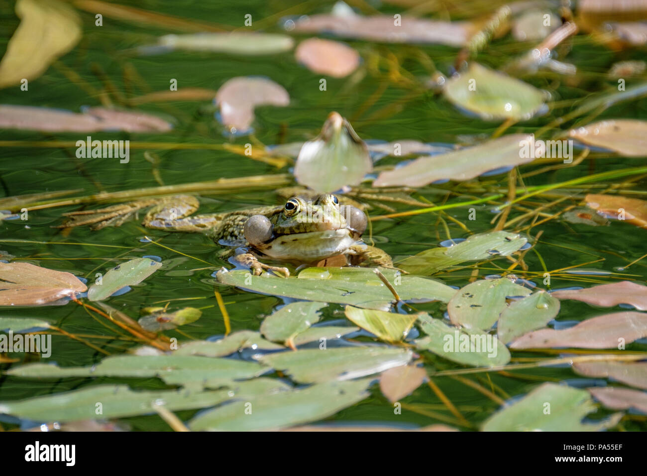 Gerne männliche Frosch, Prüfung, seine vocal sacs. Frösche in einem schönen frisches Wasser Teich in der Schweiz Stockfoto