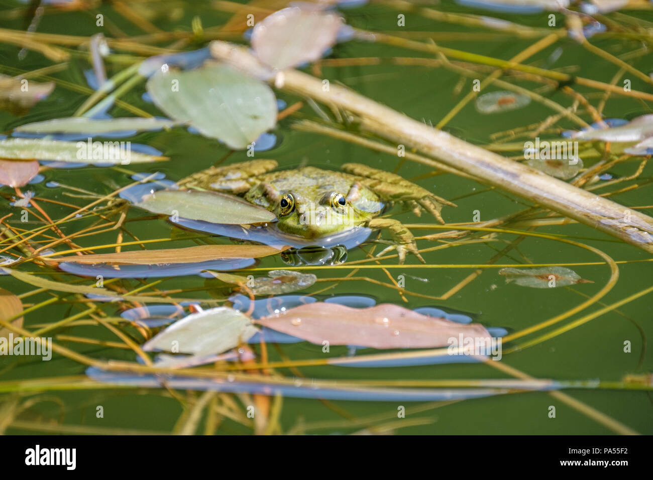 Glücklich auf der Suche Frosch in einen Teich. Frösche in einem schönen frisches Wasser Teich in der Schweiz Stockfoto