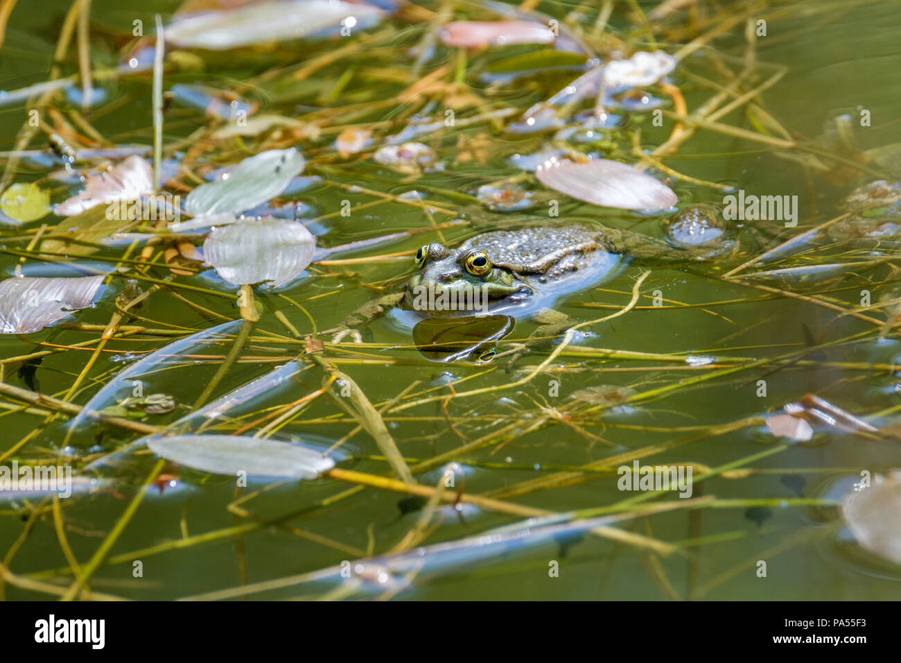 Der Frosch und seine Reflexion in einem Teich. Frösche in einem schönen frisches Wasser Teich in der Schweiz Stockfoto