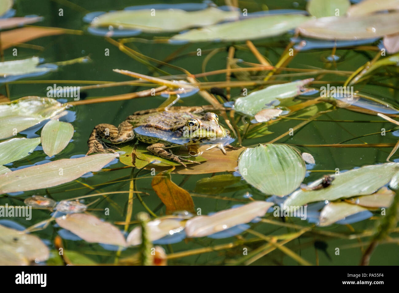 Frosch ruht auf einem Verlassen in einem Teich. Frösche in einem schönen frisches Wasser Teich in der Schweiz Stockfoto