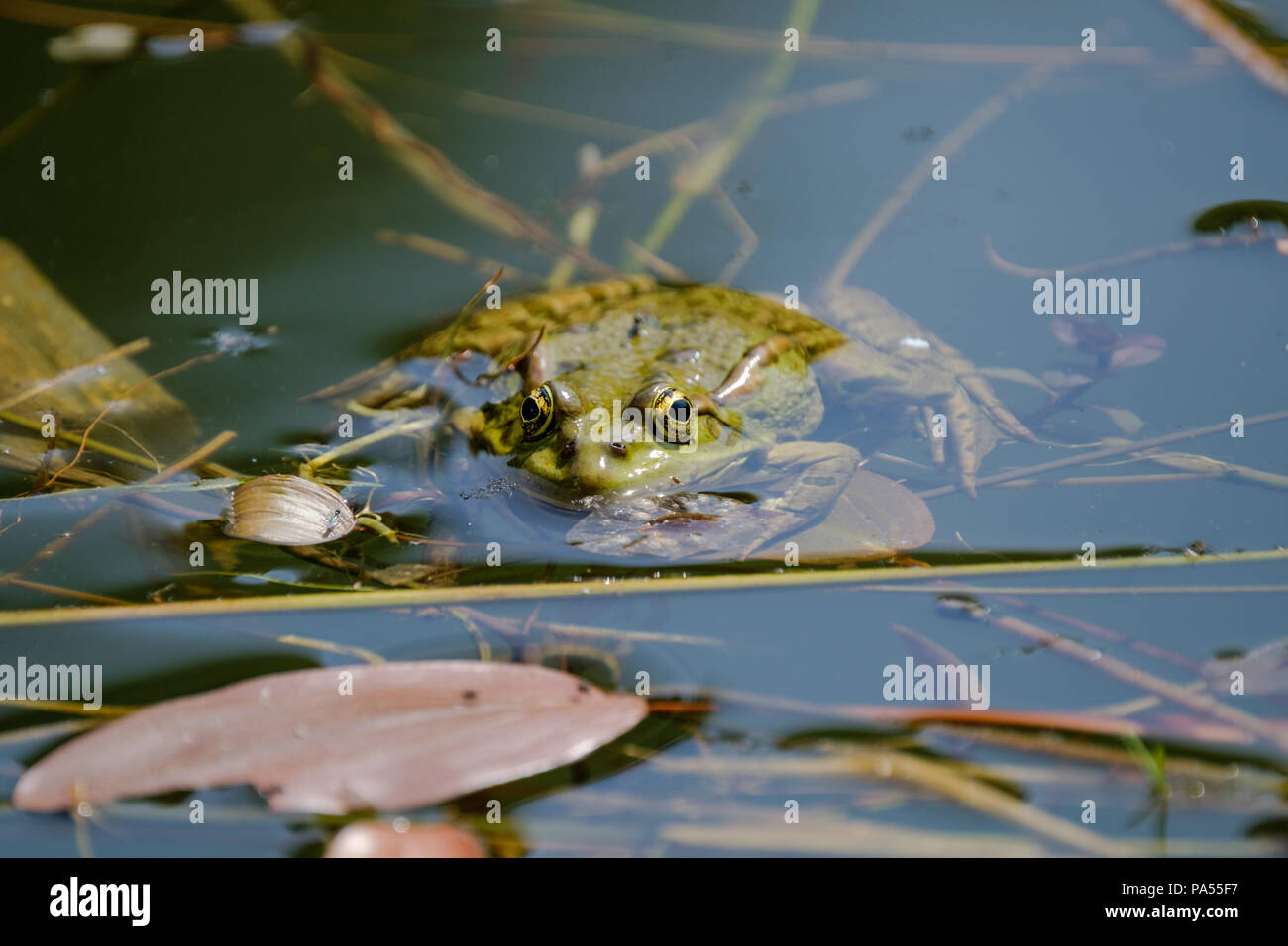 Frog ist zu beobachten, die Sie von einem Teich. Frösche in einem schönen frisches Wasser Teich in der Schweiz Stockfoto