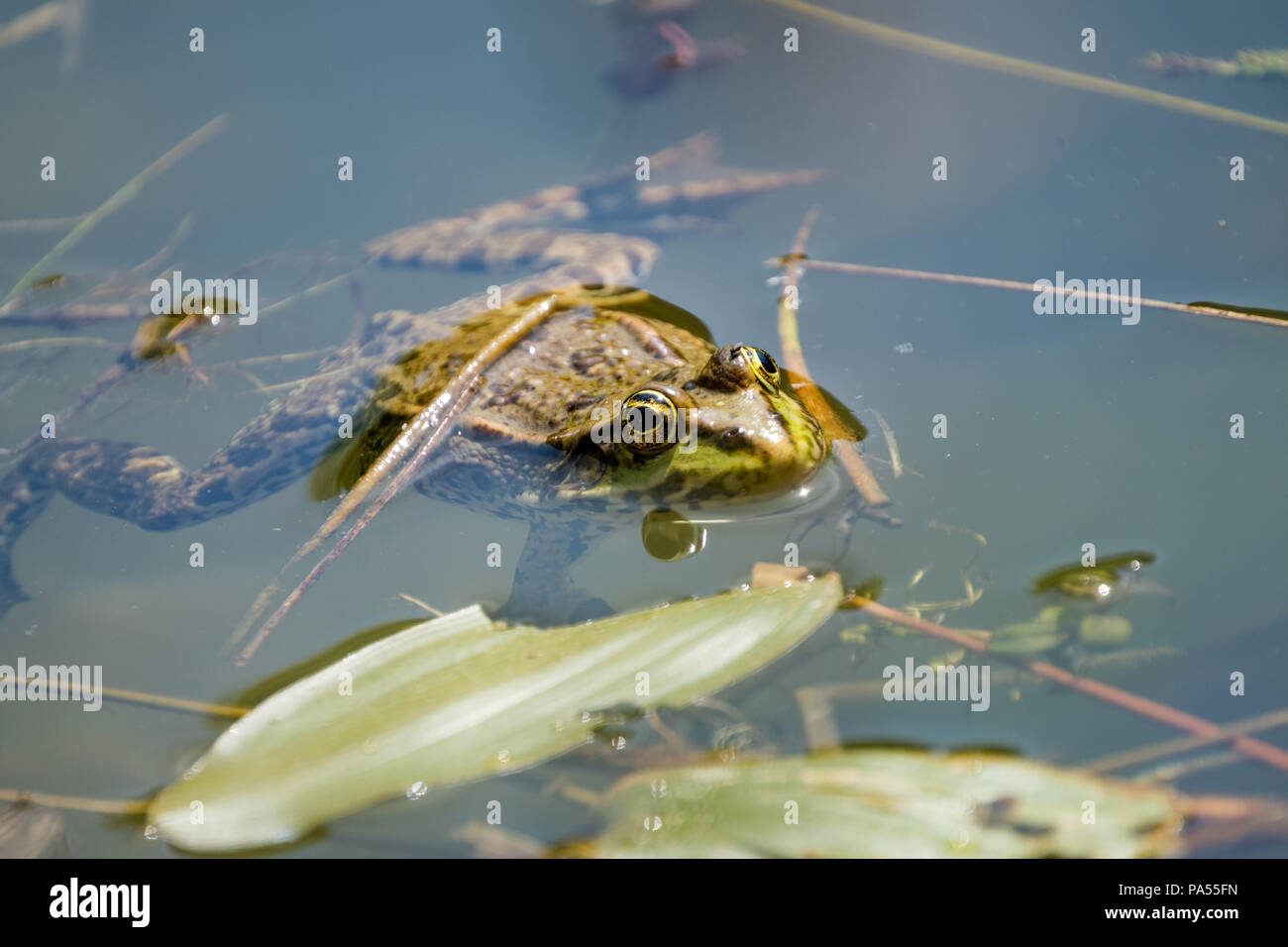 Hier bin ich, ein glückliches Frosch in einen Teich. Frösche in einem schönen frisches Wasser Teich in der Schweiz Stockfoto