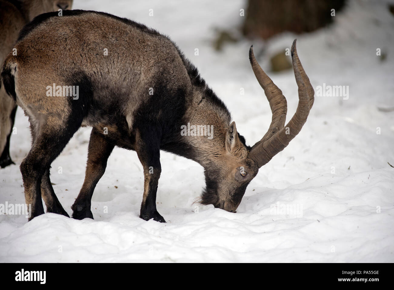Pyrenäen im Schnee Steinböcke (Capra Pyrenaica), Spanien Stockfoto