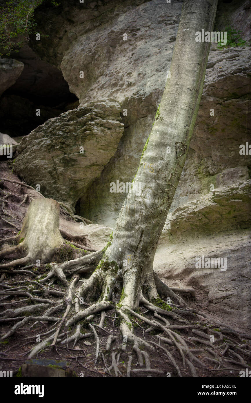 Details einer mystischen Baum des Lebens Stockfoto