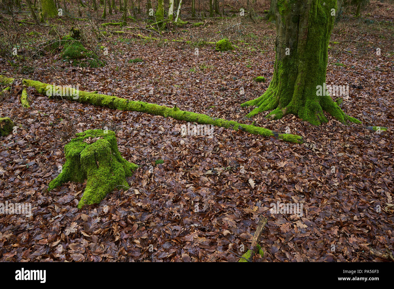 Blick auf einen Wald im Winter mit einem kleinen und großen Kofferraum und einem großen Zweig mit grünen Flechten mit Laub bedeckt, die Sie umgeben Stockfoto