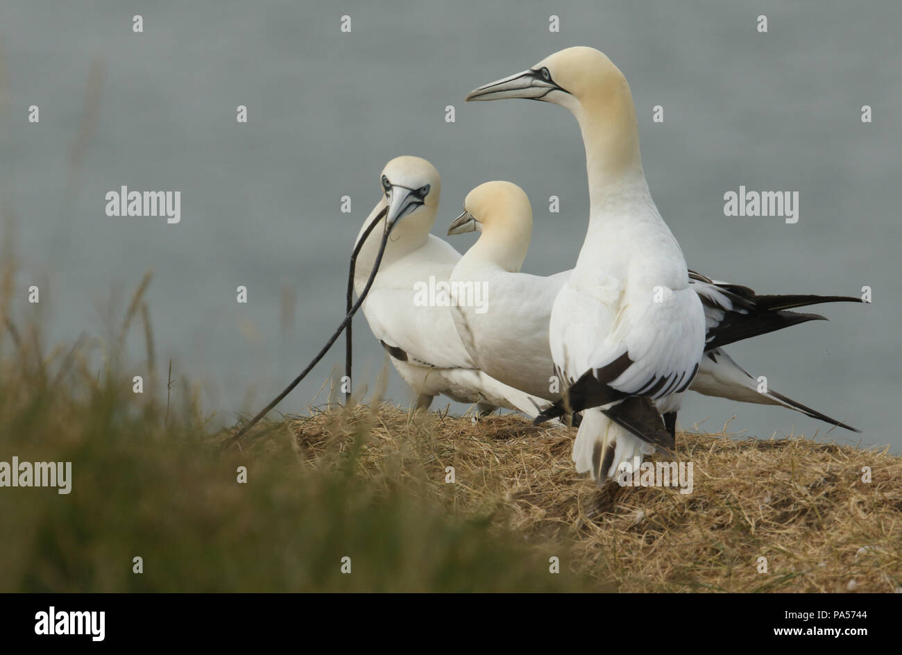 Drei prächtige Gannett (Morus bassanus) stehen am Rand einer Klippe, einer der Basstölpel hat ein langes Stück Nistmaterial im Schnabel. Es ist Stockfoto