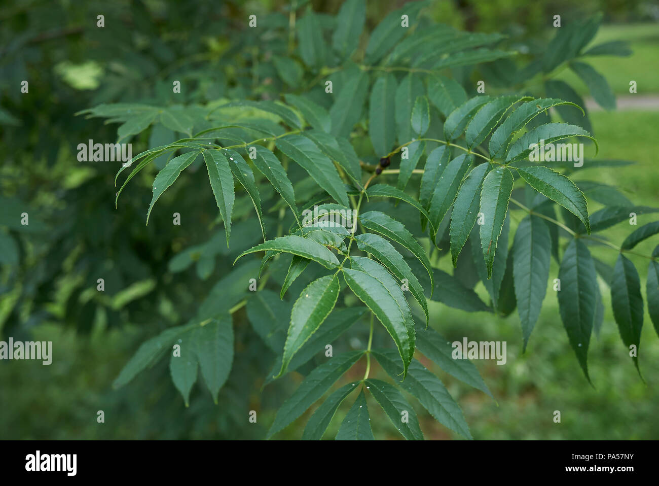 Fraxinus excelsior Baum Stockfoto