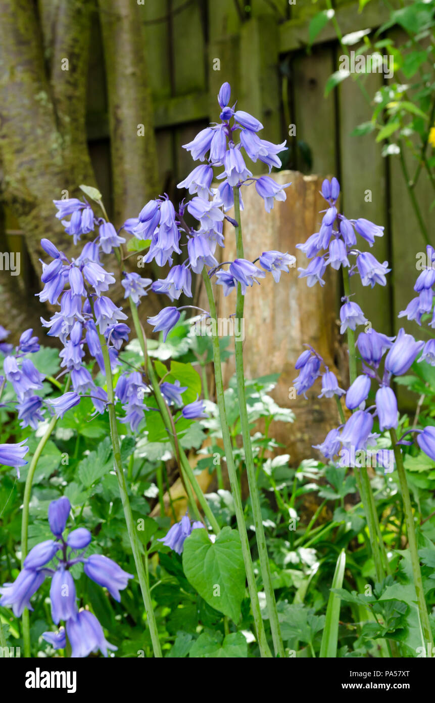 Bluebell Blumen (Hyacinthoides non-scripta) wachsen in einem Englischen Garten Stockfoto