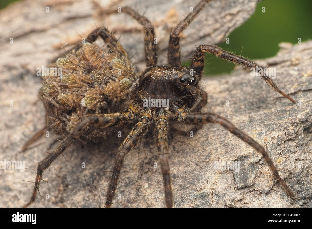 Wolf Spider mit Spiderlings auf ihrem Rücken. Tipperary, Irland Stockfoto
