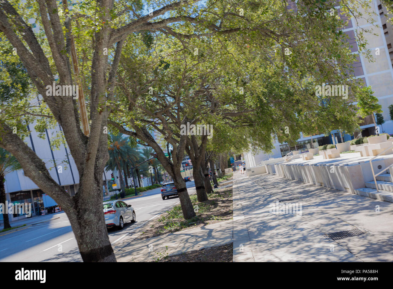 Tampa, Floria, mit Bäumen gesäumten Straße erschossen, mit niederländischen neigen. Grüne Bäume und Gebäude. Stockfoto