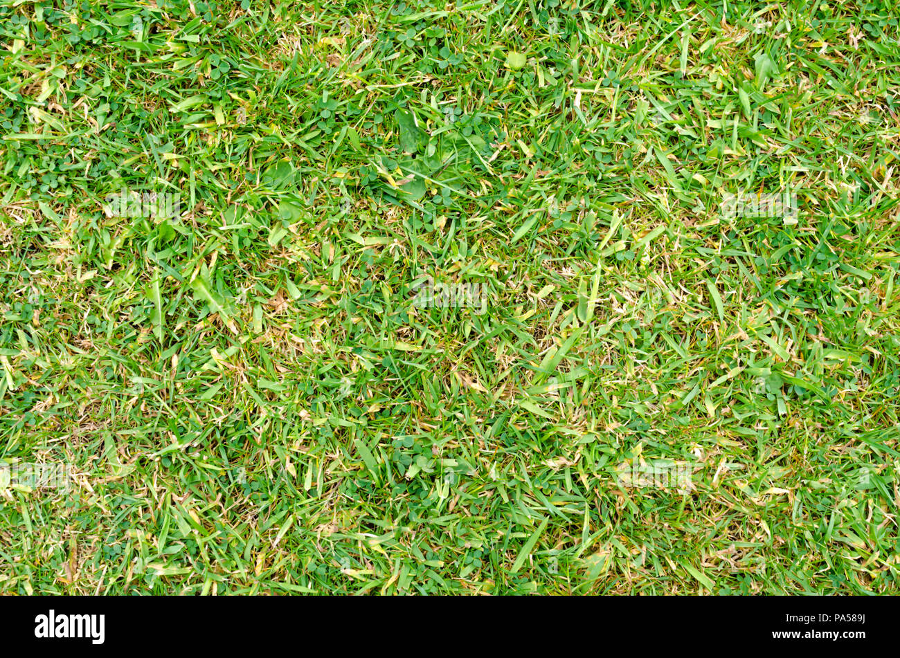 Ein Hintergrundbild mit einem Rasen Stockfoto