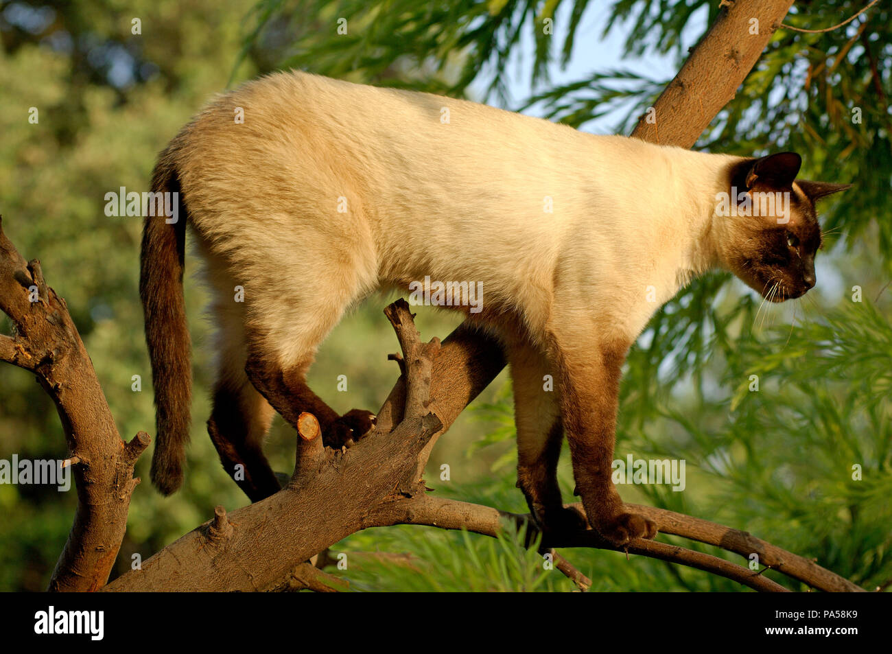 Kat In Einem Baum Siam Chat Siamois Dans Un Arbre Felis Catus Stockfotografie Alamy Kat In Einem Baum Siam Chat Siamois Dans Un Arbre Felis Catus Stockfotografie Alamy