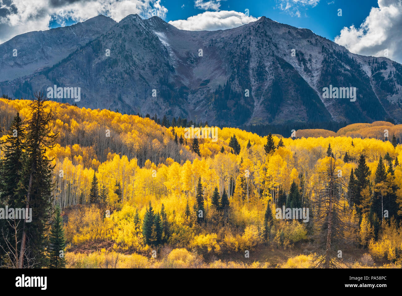Aspen Bäume und Herbst Farbe zusammen Kebler Pass in West Elk Mountains in der Nähe von Crested Butte, Colorado. Stockfoto