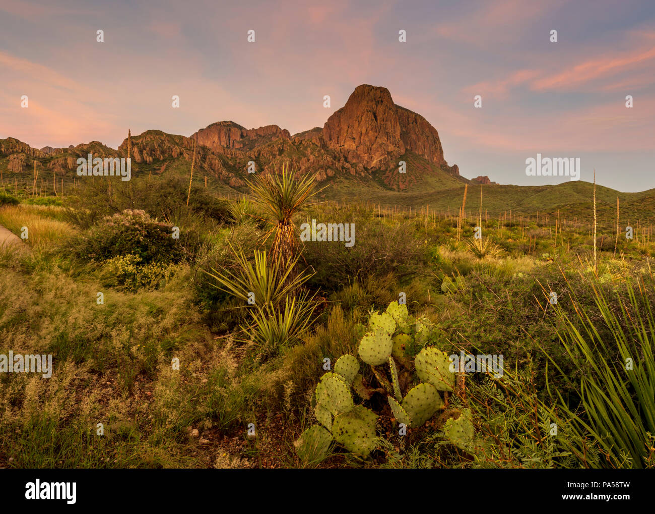 Sonnenaufgang in Big Bend Nationalpark Stockfoto