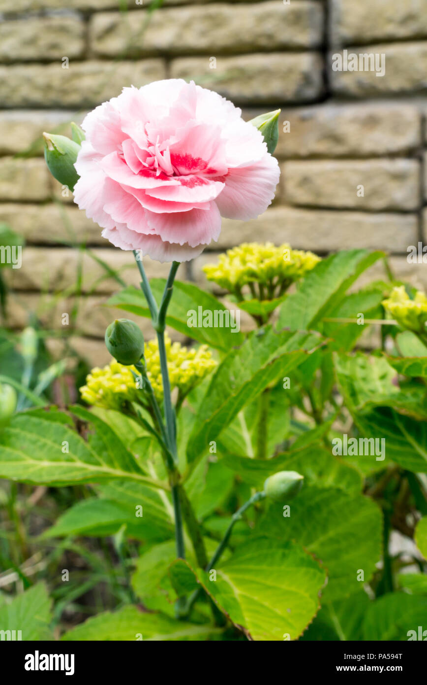 Rosa Nelke (Dianthus caryophyllus) Blüte wächst in einem Britischen inländischen Garten Stockfoto