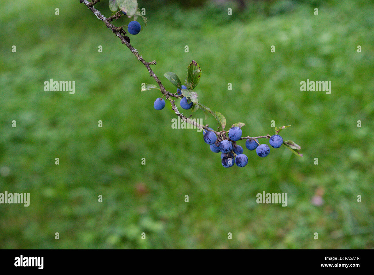 Reifen Heidelbeeren Auf Eine Pflanze Im Garten Mit Wiese