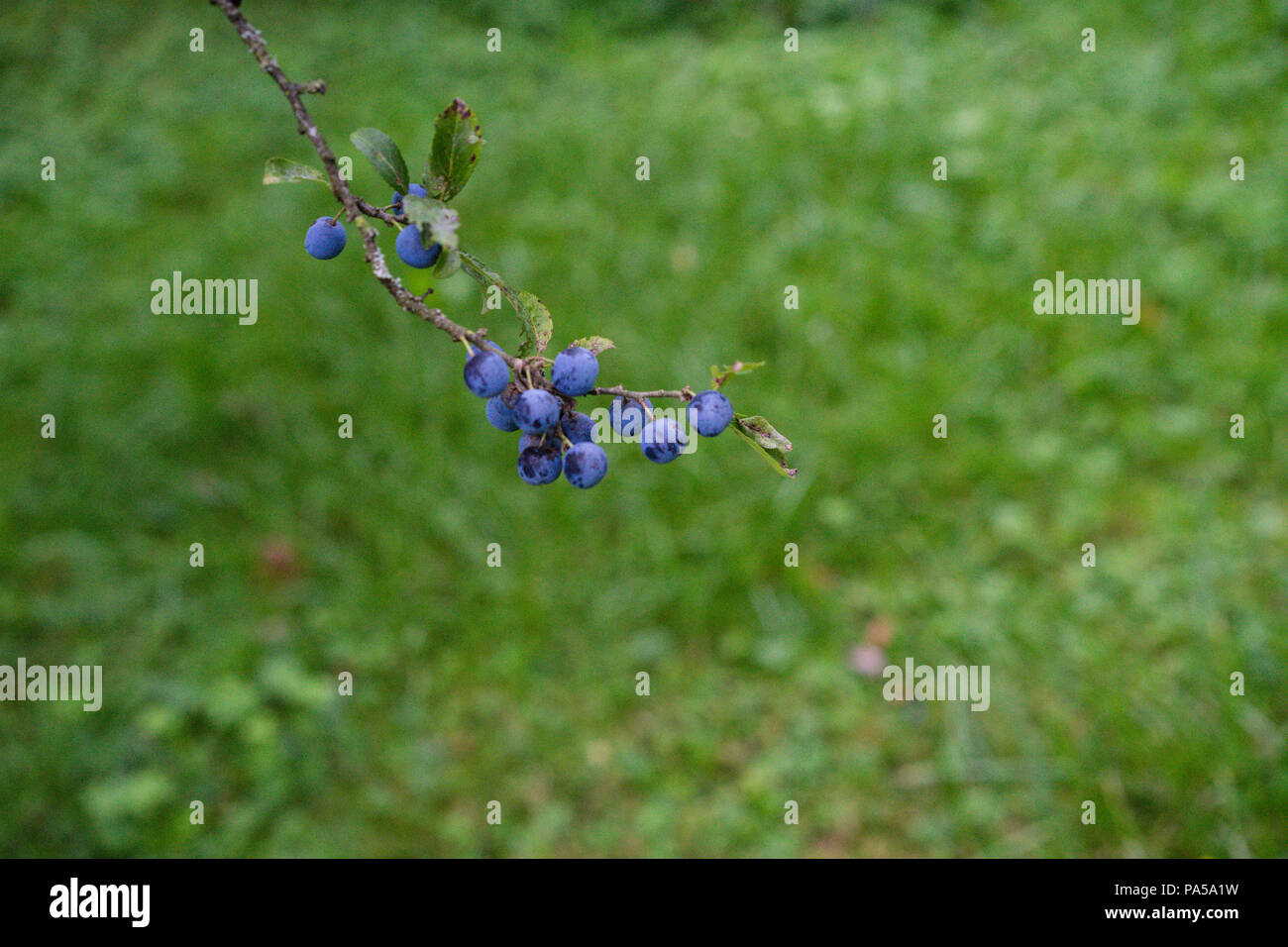 Reifen Heidelbeeren Auf Eine Pflanze Im Garten Mit Wiese