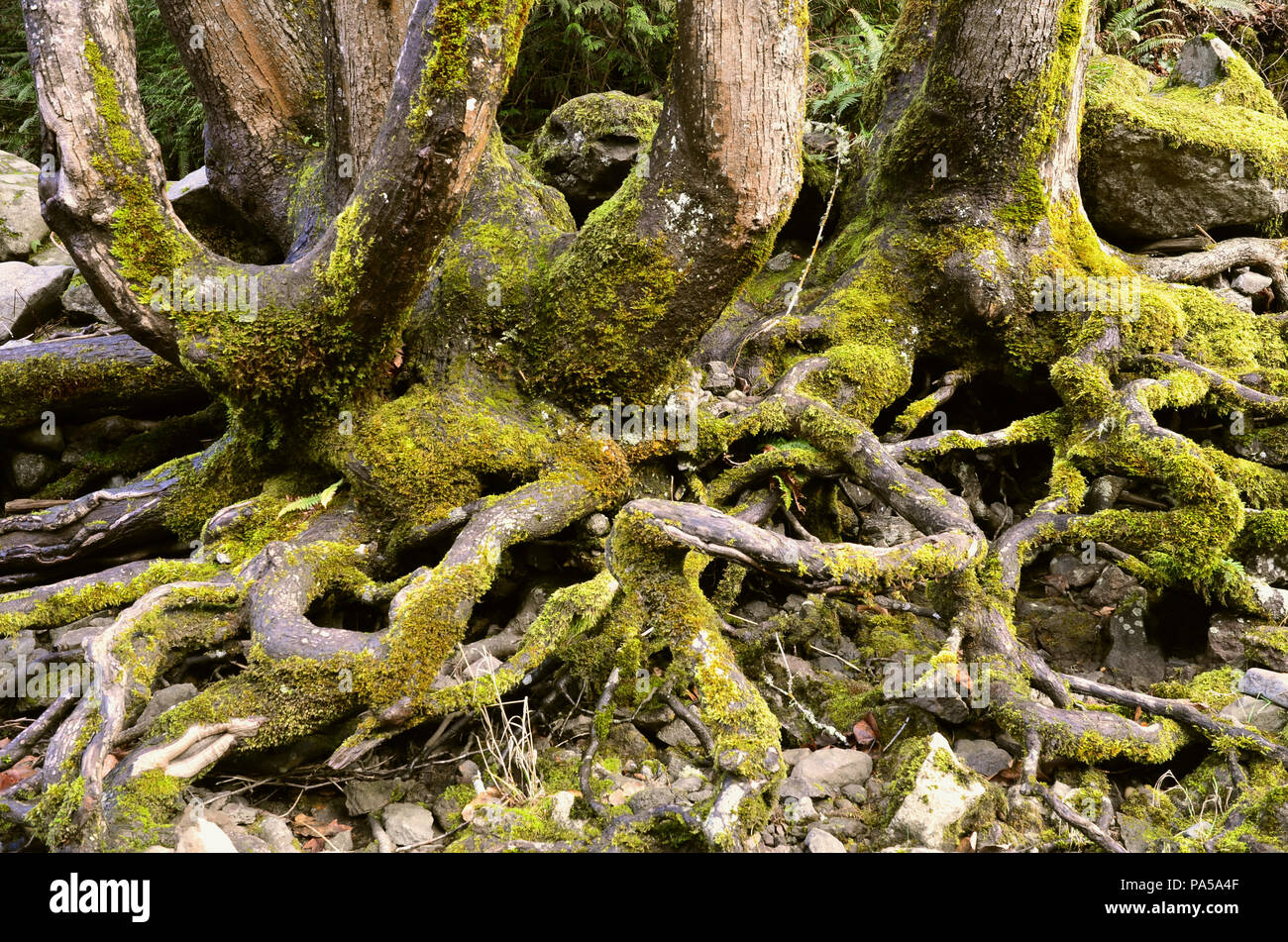 Moos auf der Wurzel eines Baumes auf einem Wanderweg in Washington, außerhalb von Seattle; natürliches Rhizom-Muster in den Wurzeln. Stockfoto