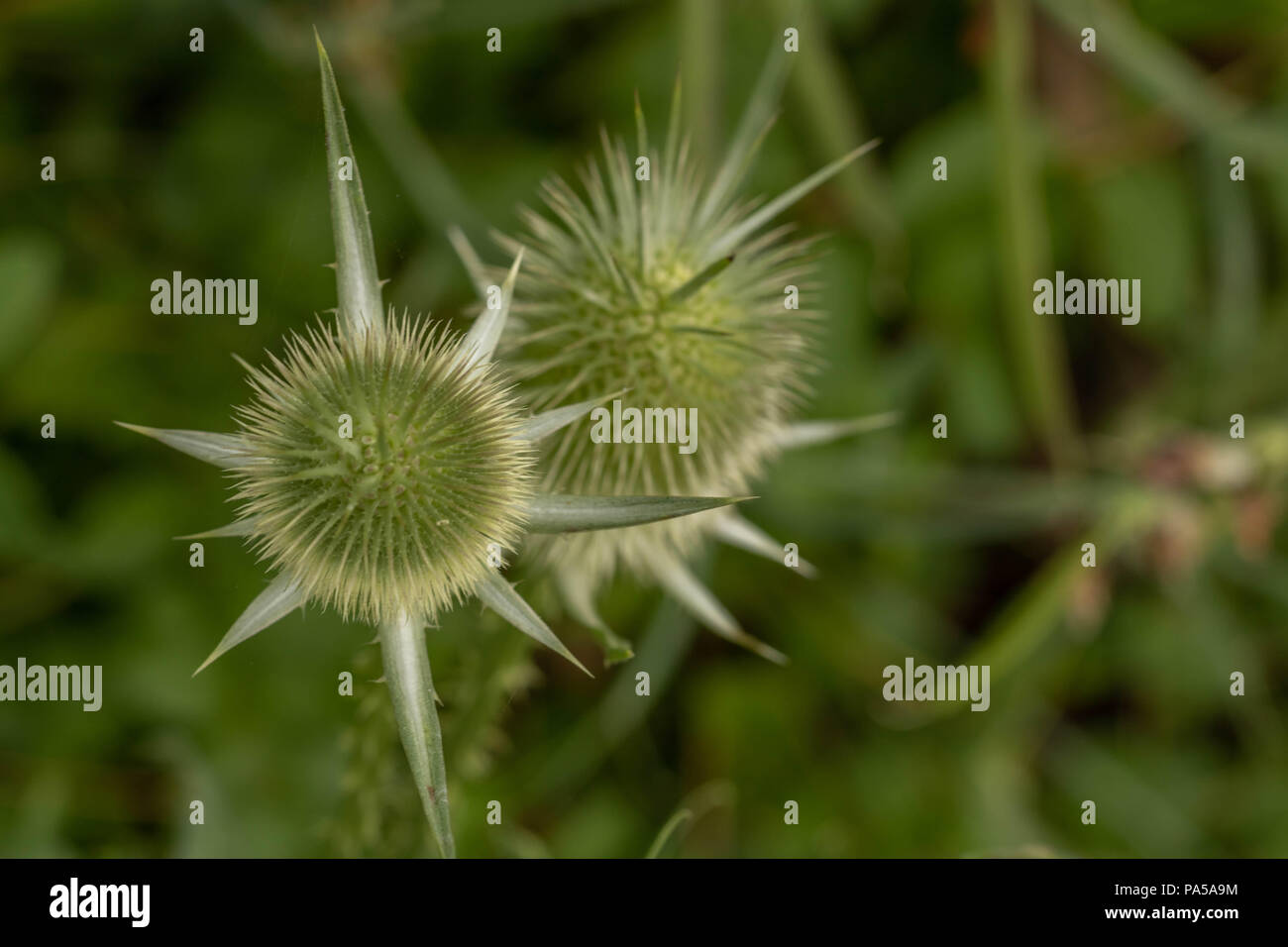 Die grüne Blume mit sternförmigen Blätter Stockfoto