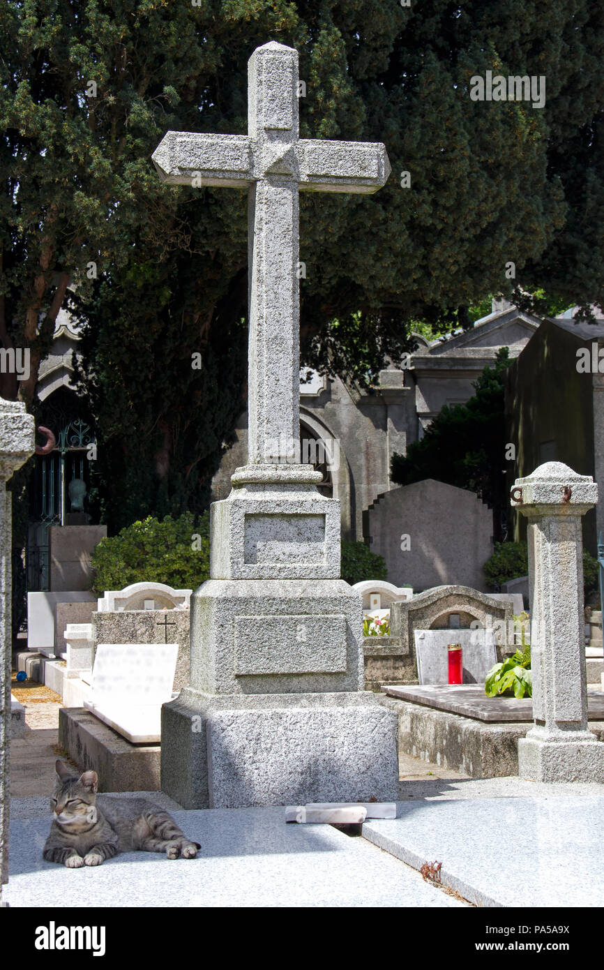 Katze unter einem friedhofskreuz Schatten ausruhen Stockfoto