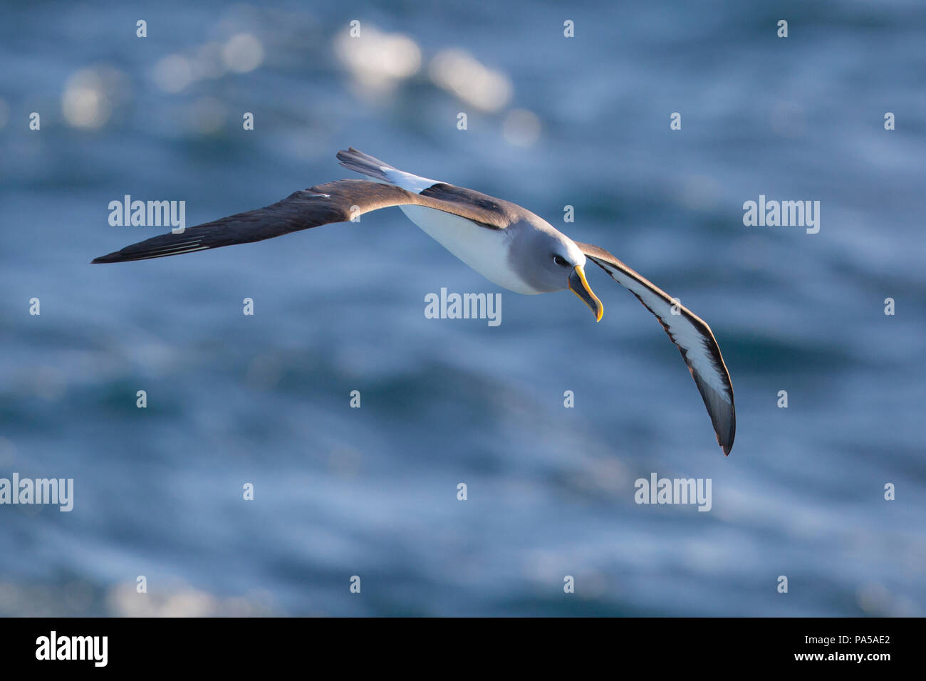 Buller der Albatross (Thalassarche bulleri), Neuseeland Stockfoto